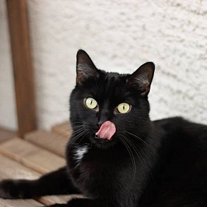 Бомбейская кошка
