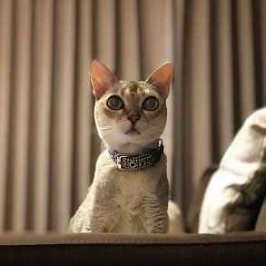 Сингапурская кошка