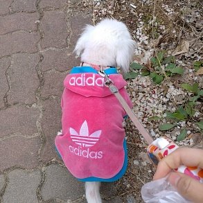 Пекинес
