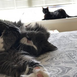 Норвежская лесная кошка
