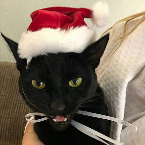 Бомбейская кошка
