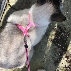 Мэнкс