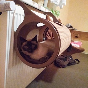 Тайская кошка