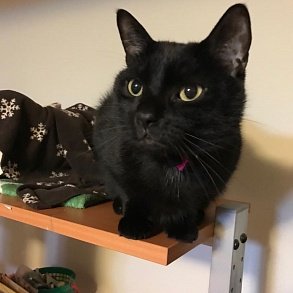 Бомбейская кошка