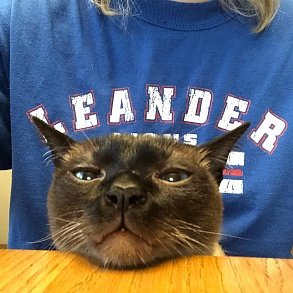 Тайская кошка