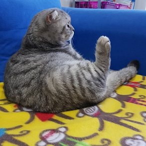 Шотландская вислоухая кошка