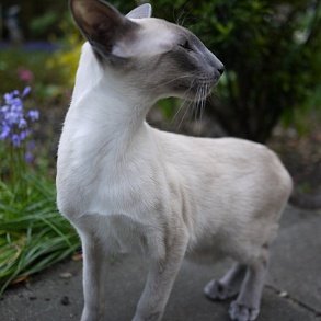 Сиамская кошка