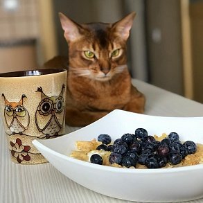 Абиссинская кошка
