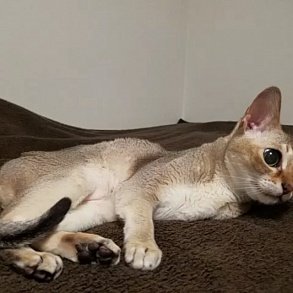 Сингапурская кошка