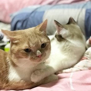 Манчкин