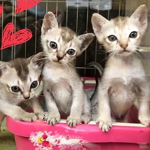 Сингапурская кошка