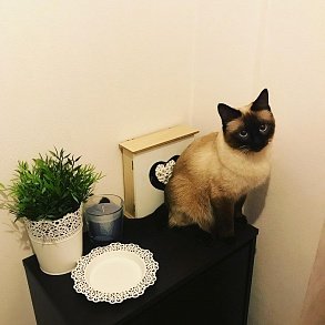 Тайская кошка