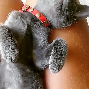 Корат