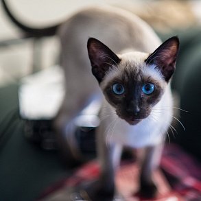 Тайская кошка