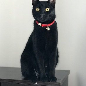 Бомбейская кошка