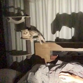 Сингапурская кошка