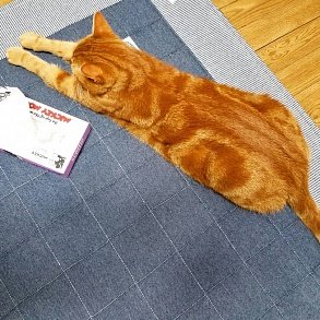 Американская короткошерстная кошка