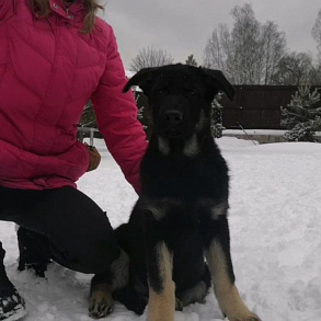 Восточноевропейская овчарка
