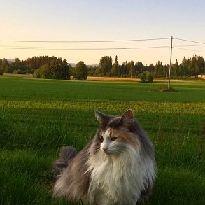 Норвежская лесная кошка