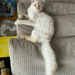 Яванез