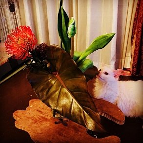 Скукум