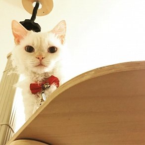 Скукум