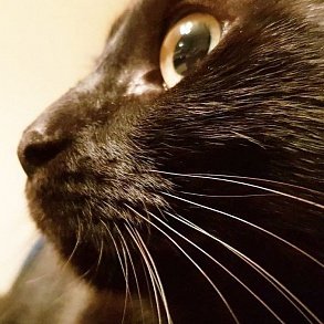 Бомбейская кошка