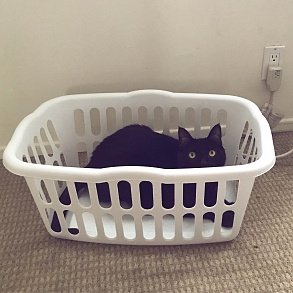 Бомбейская кошка