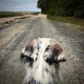 Английский сеттер