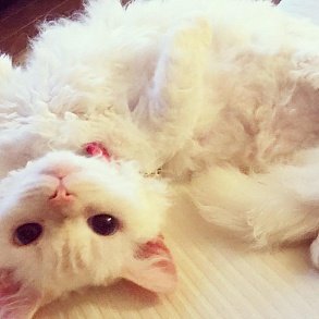 Скукум