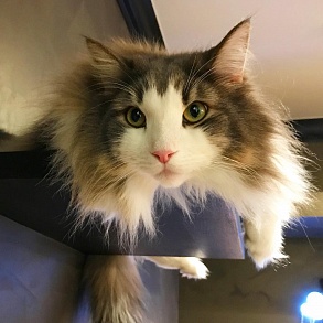 Норвежская лесная кошка