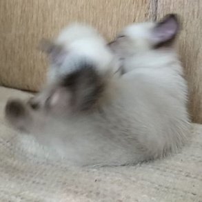 Меконгский бобтейл