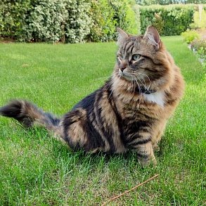 Сибирская кошка
