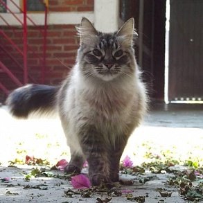 Балинезийская кошка