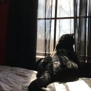 Бомбейская кошка
