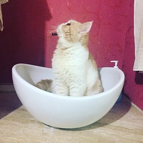 Экзотическая кошка