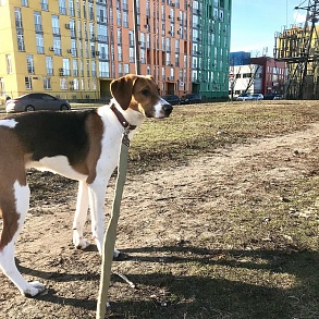 Русская пегая гончая