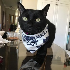 Бомбейская кошка