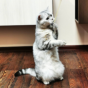 Шотландская прямоухая кошка