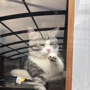 Сингапурская кошка