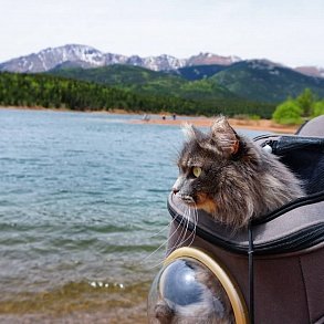 Сибирская кошка