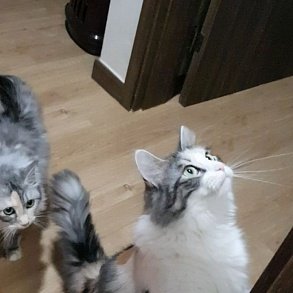 Норвежская лесная кошка