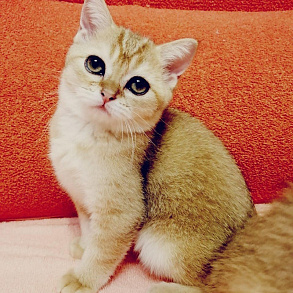 Шотландская прямоухая кошка