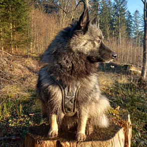 Немецкий шпиц