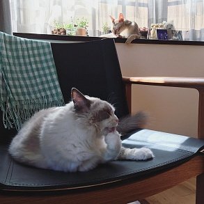 Сингапурская кошка