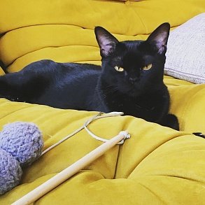 Бомбейская кошка