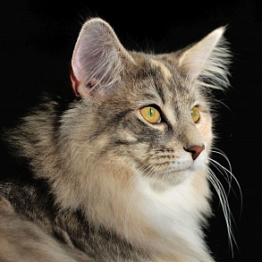 Норвежская лесная кошка