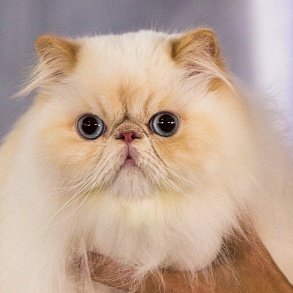 Персидская кошка