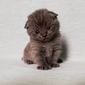 Шотландская прямоухая кошка