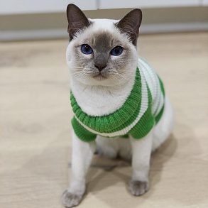 Тонкинская кошка